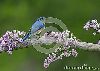 Bluebird on Lilacs Stock Photo