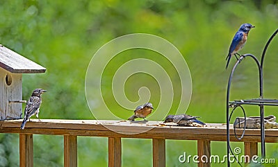 A Bluebird family feed together on mealworms. Stock Photo