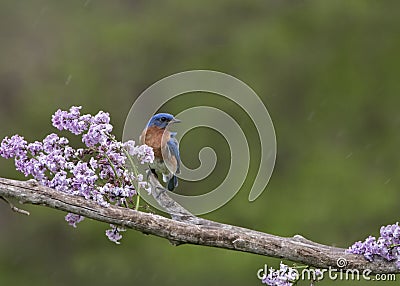 Bluebird perched in lilacs in the rain Stock Photo