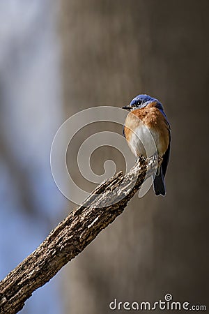 Bluebird on tree limb in Virginia Stock Photo