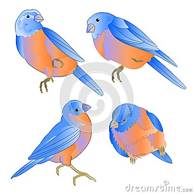 Bluebirds small birds thrush on a white background watercolor vintage set of four vector illustration editable hand draw Vector Illustration