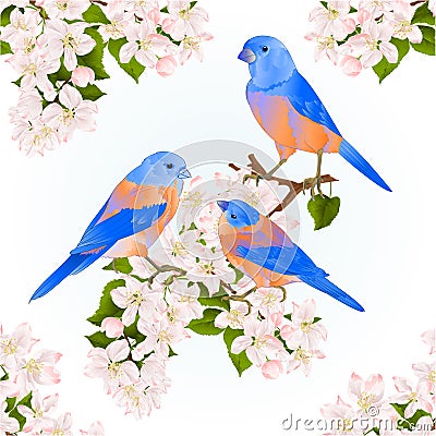 Bluebirds thrush small songbirdons on an apple tree branch with flowers spring background vintage vector illustration editable Vector Illustration