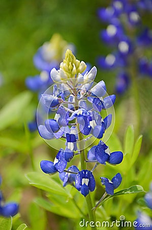 Bluebonnet Stock Photo