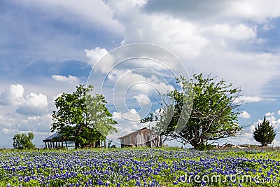 Bluebonnet field in countryside of Ennis, Texas Stock Photo