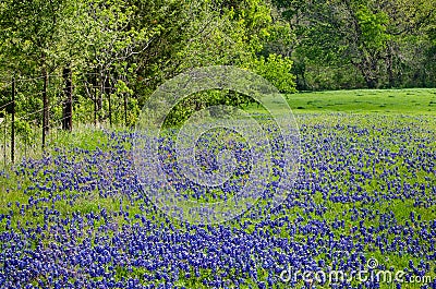 Bluebonnet field Stock Photo