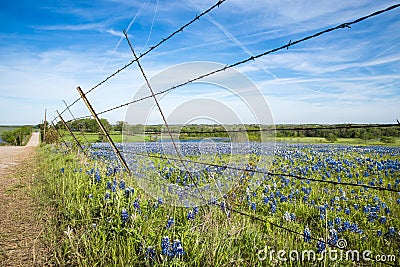 Bluebonnet field in Texas spring Stock Photo