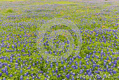 Bluebonnet and indian paintbrush field in Ennis, Texas. Stock Photo