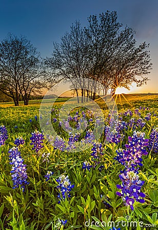 Bluebonnet or Lupine wildflowers filed at sunset Stock Photo