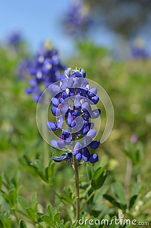 Bluebonnet (Lupinus texensis) Stock Photo