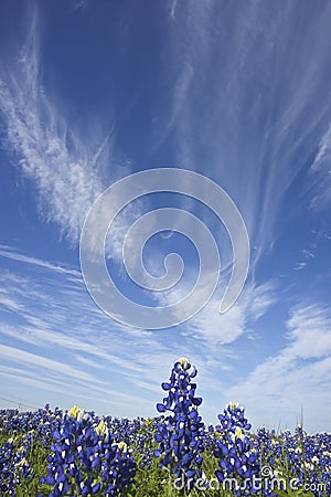 Bluebonnet and Sky Stock Photo