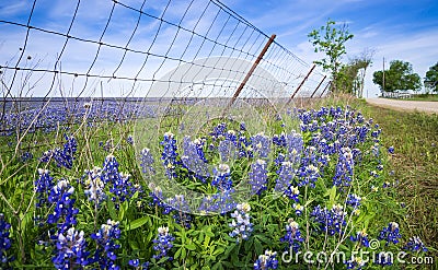 Bluebonnets along country road in Texas spring Stock Photo