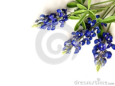 Bluebonnets Stock Photo