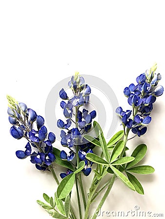 Bluebonnets Stock Photo