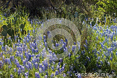 Bluebonnets and Desert Christmas Cacti found on a trail at Inks Lake State Park Texas Stock Photo