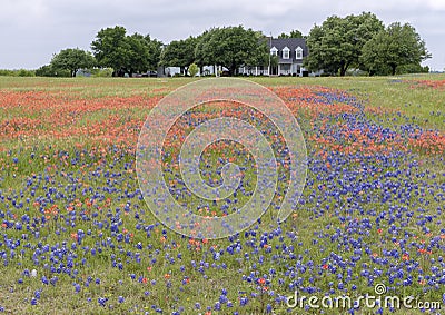 Bluebonnets and Indian Paintbrushes along the Bluebonnet Trail in Palmer, Texas. Stock Photo