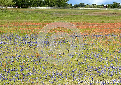 Bluebonnets and Indian Paintbrushes along the Bluebonnet Trail in Palmer, Texas. Stock Photo