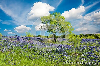 Bluebonnets in Late Afternoon Sun Stock Photo