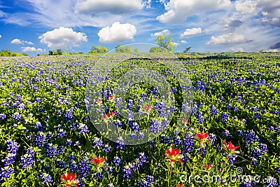 Bluebonnets in Late Afternoon Sun Stock Photo
