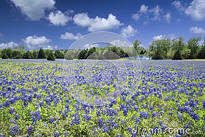 Texas Bluebonnets Bathed in Late Afternoon Sunshine Stock Photo