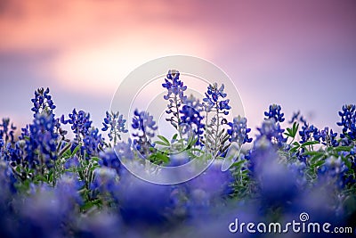 Beautiful sunset over bluebonnets in Texas with a colorful sky Stock Photo