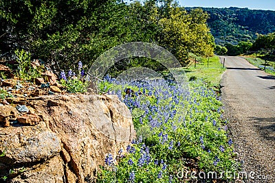 Bluebonnets on the Willow City Loop Stock Photo