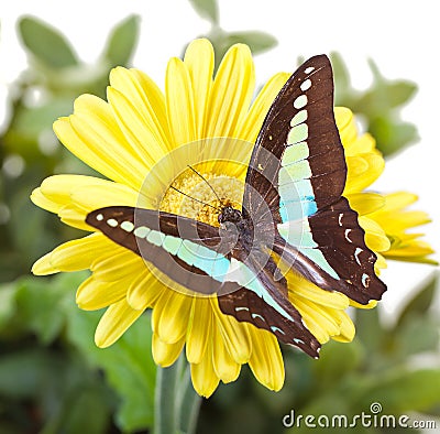 Bluebottle Butterfly Stock Photo