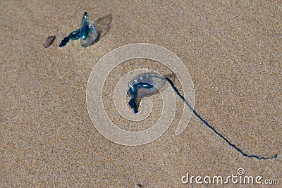 Bluebottle jellyfish Stock Photo