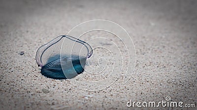 Bluebottle Jellyfish on the beach, beautiful bluey. Close up. Stock Photo