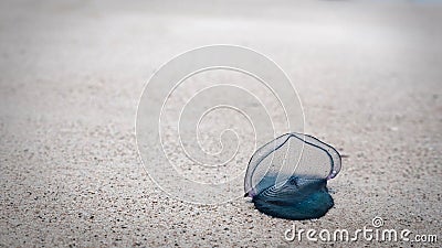 Bluebottle Jellyfish on the beach, beautiful bluey. Stock Photo