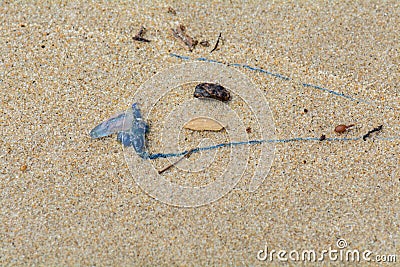 Bluebottle Jellyfish with long blue tentacle washed up on the beach with debris Stock Photo