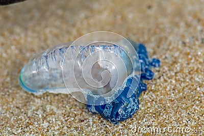 Bluebottle Jellyfish washed up on the sand Stock Photo