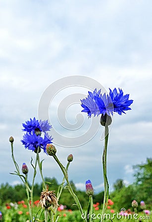 Cornflower knapweed bluet blue flowers meadow Stock Photo