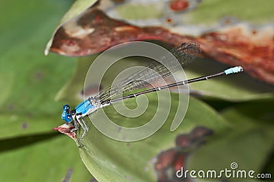 BlueDamsel Fly (Zygoptera) Stock Photo