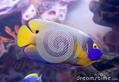 Blueface angelfish 1 Stock Photo