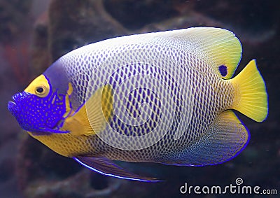 Blueface angelfish 2 Stock Photo