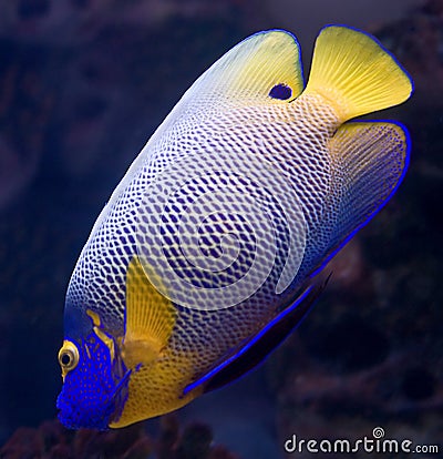 Blueface angelfish 6 Stock Photo