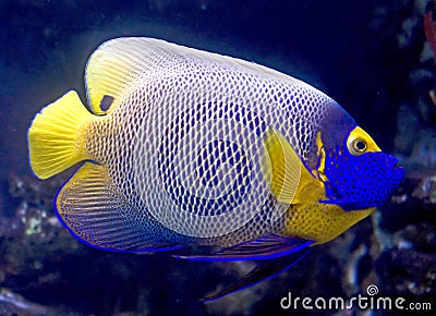 Blueface angelfish 8 Stock Photo