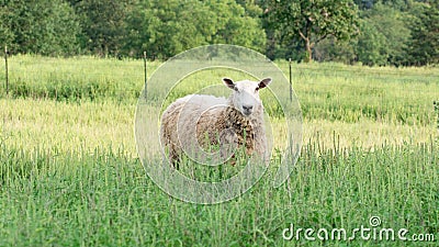 Blueface Leister Sheep Standing in Tall Grass Stock Photo