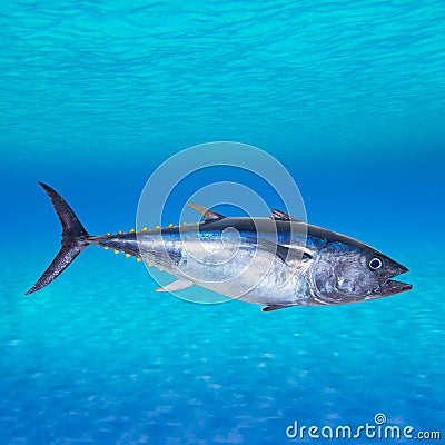 Bluefin tuna Thunnus thynnus underwater Stock Photo