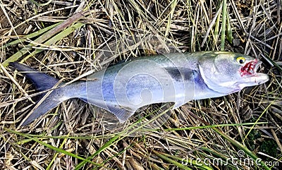 A bluefish on the ground caught from the bay Stock Photo