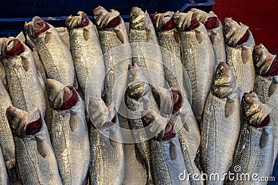 Bluefish at local market Stock Photo