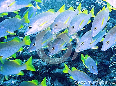 Bluefish swimming by a reef Stock Photo