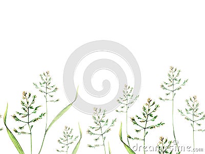 Bluegrass meadow poa watercolor seamless border floral illustration. Green stems isolated on white background Cartoon Illustration
