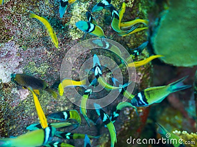 bluehead wrasse, Thalassoma bifasciatum. CuraÃ§ao, Lesser Antilles, Caribbean Stock Photo