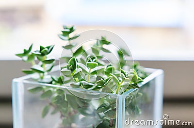 Blueish decorative Crassula plant in a glass pot Stock Photo