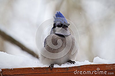 Bluejay Stock Photo