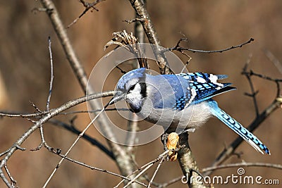 Bluejay Stock Photo