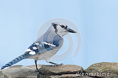 Bluejay Stock Photo