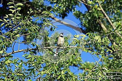 Bluejay Stock Photo