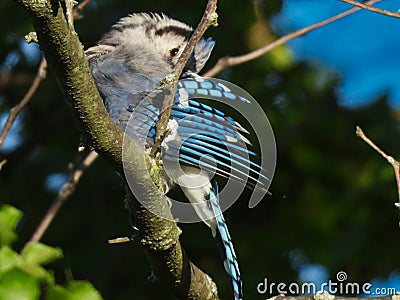 Bluejay Bird Cleans Bright Blue Feathers While Perched on a Tree Branch Stock Photo